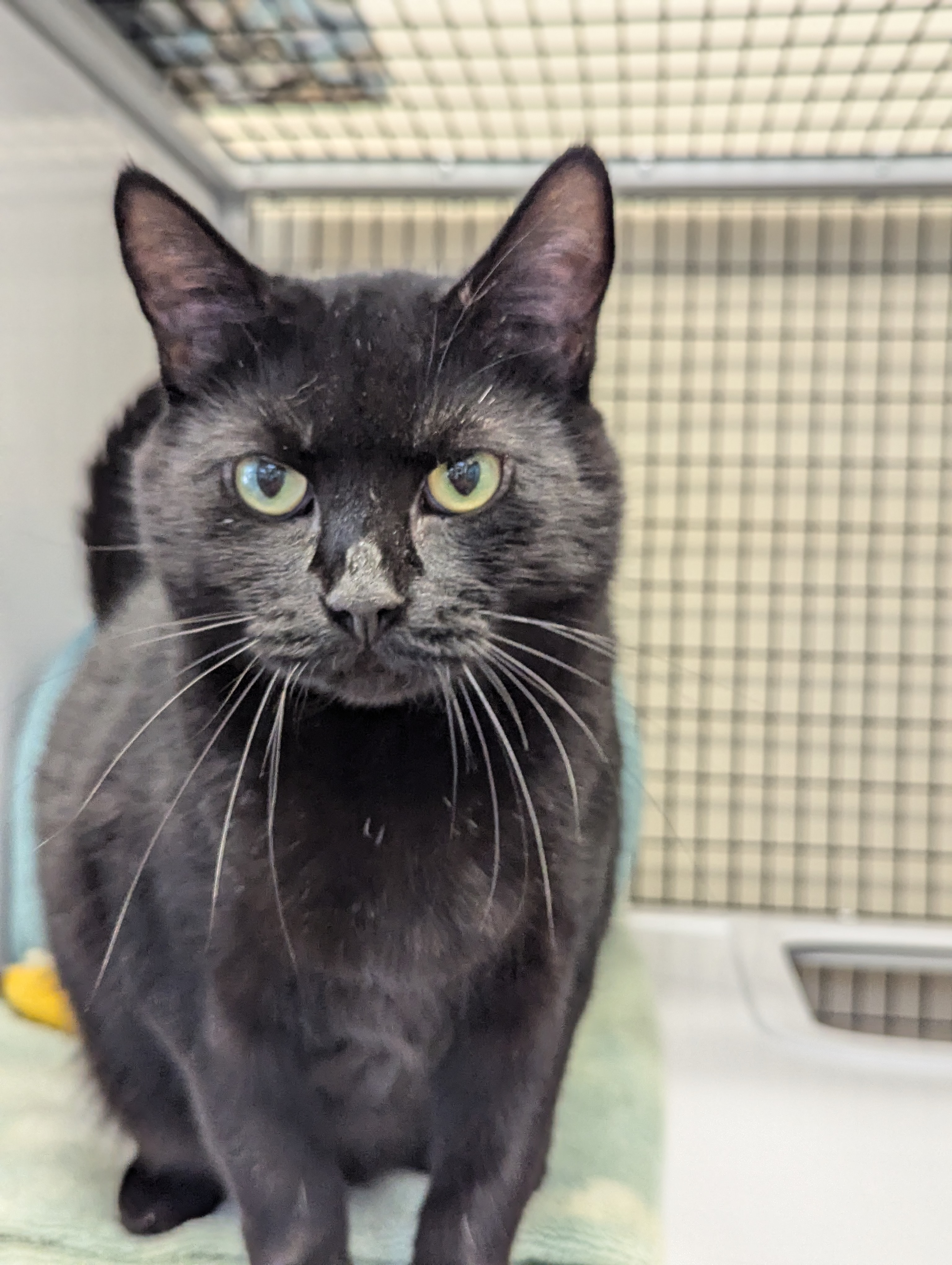 Sylvia, Adoptable, Adult Female Domestic Short Hair.