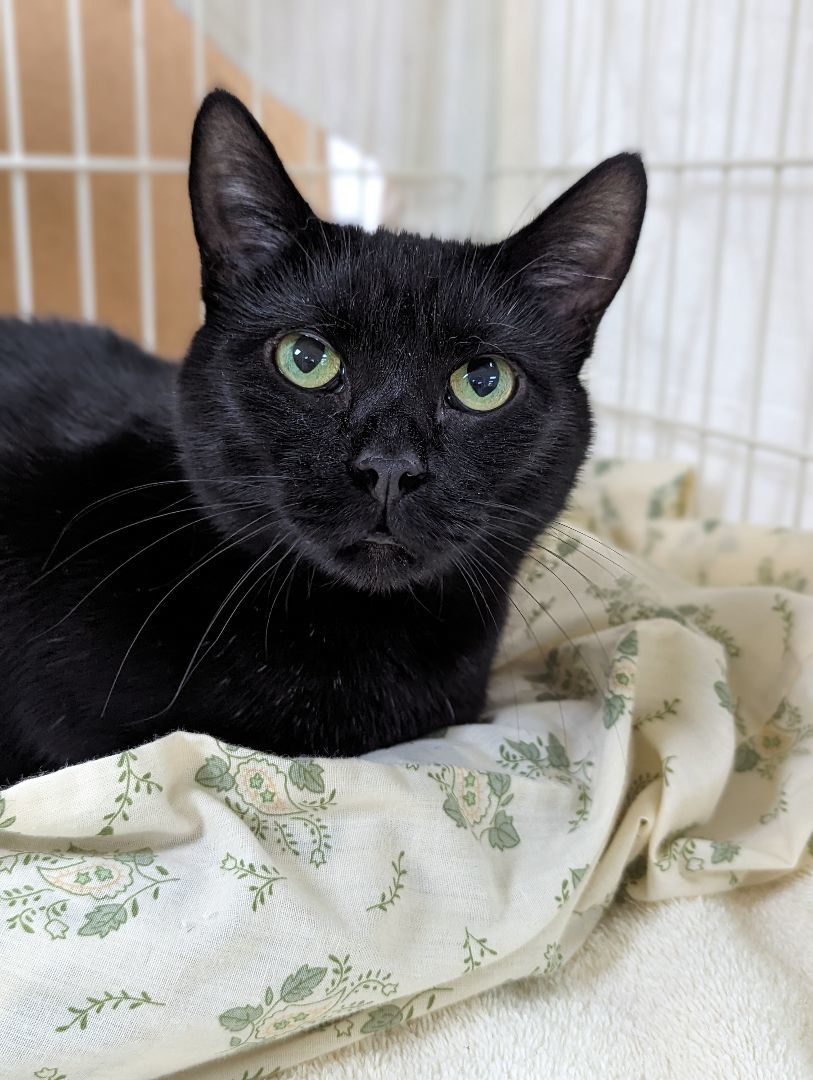 Enlarge Sylvia, a Adoptable Domestic Short Hair in Decatur, IL image 2/2
