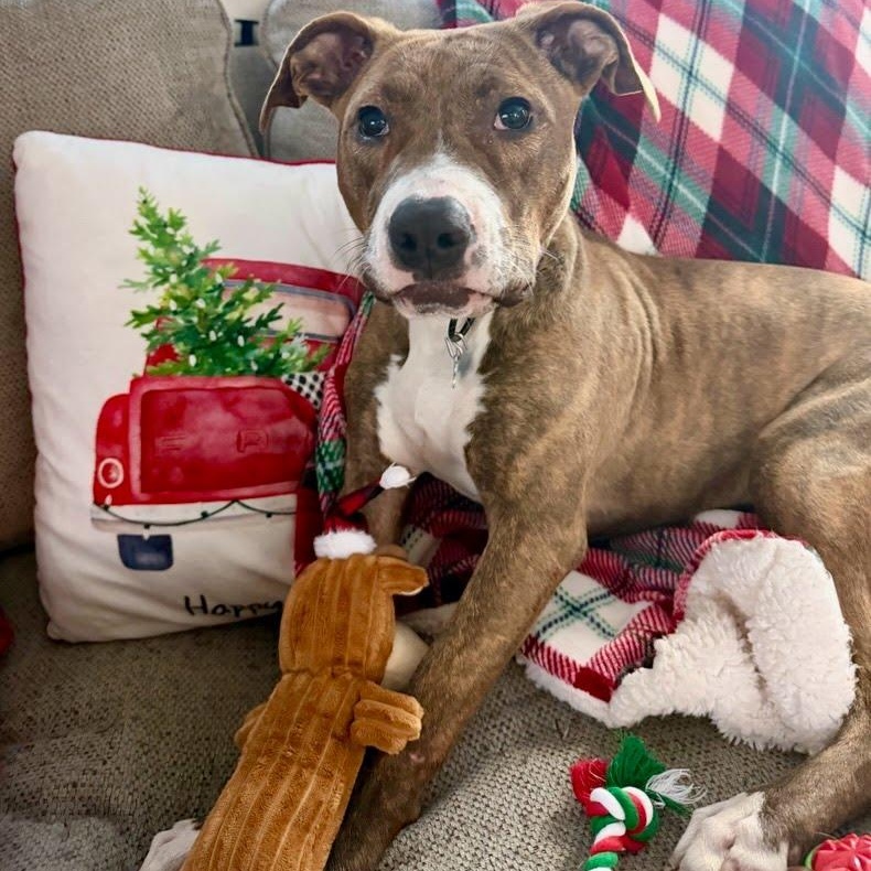 Enlarge Penelope, a Adoptable mixed breed in Hopkinton, MA image 1/6