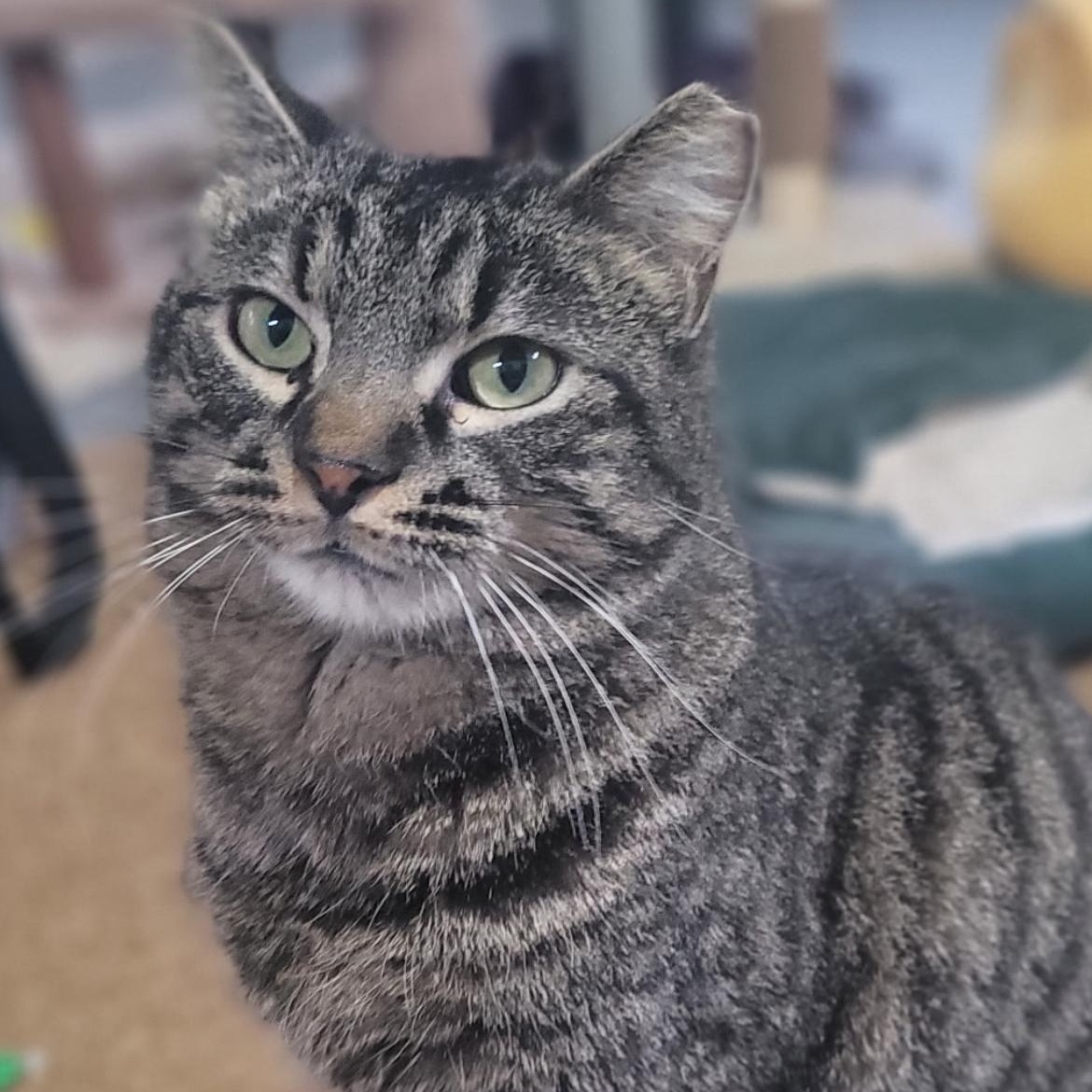 Enlarge Reginald, a Adoptable mixed breed in Omaha, NE image 4/4