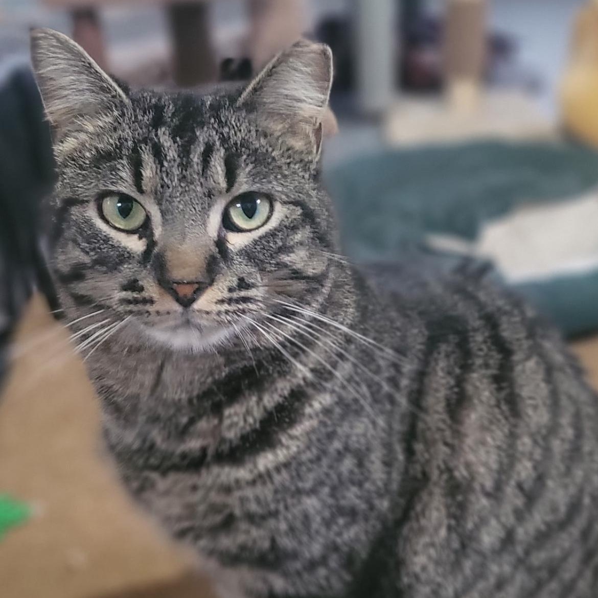 Enlarge Reginald, a Adoptable mixed breed in Omaha, NE image 1/4