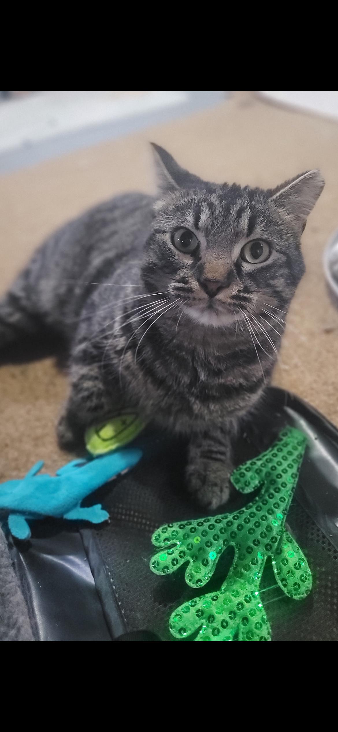 Enlarge Reginald, a Adoptable mixed breed in Omaha, NE image 3/4