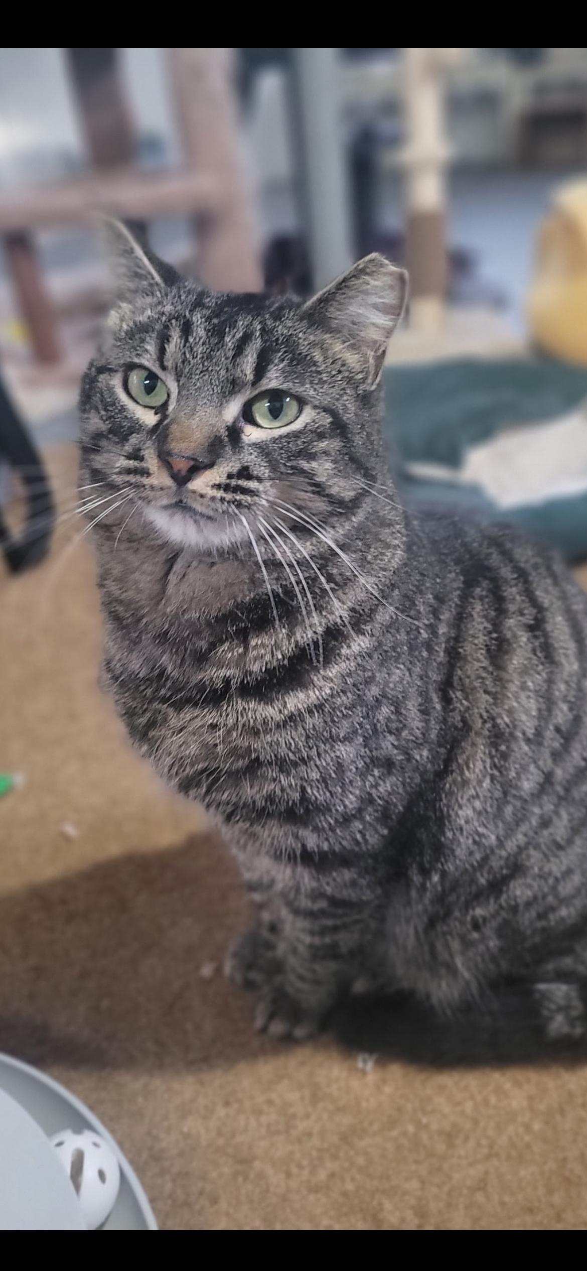 Enlarge Reginald, a Adoptable mixed breed in Omaha, NE image 2/4