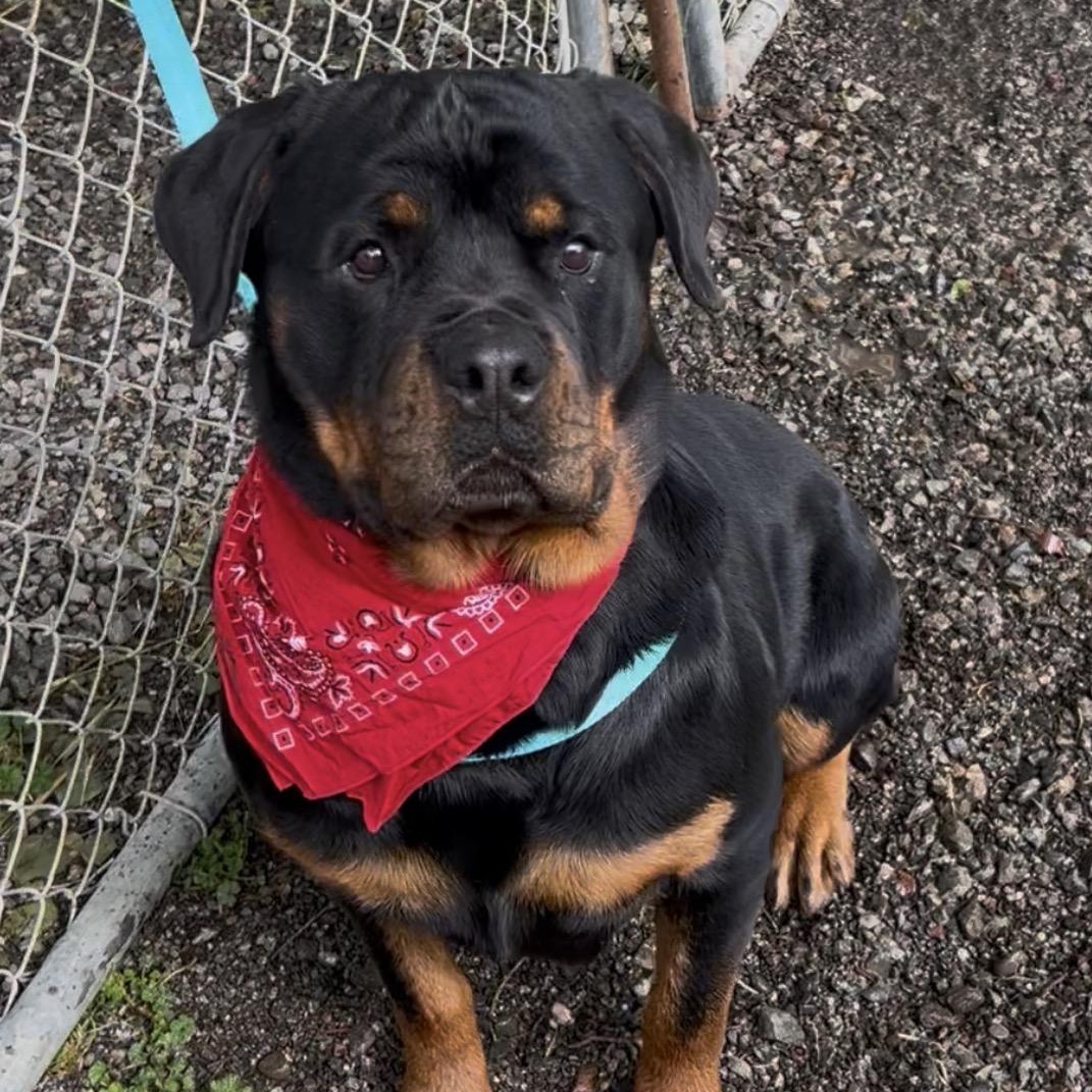 Indy, an adopted Rottweiler in Woodland, CA image 1/2