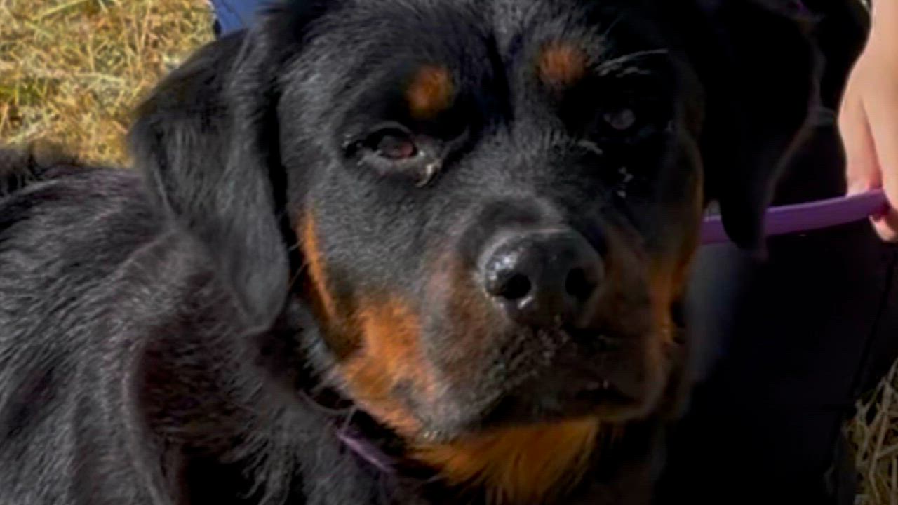Enlarge Indy, an adopted Rottweiler in Woodland, CA video 2/2