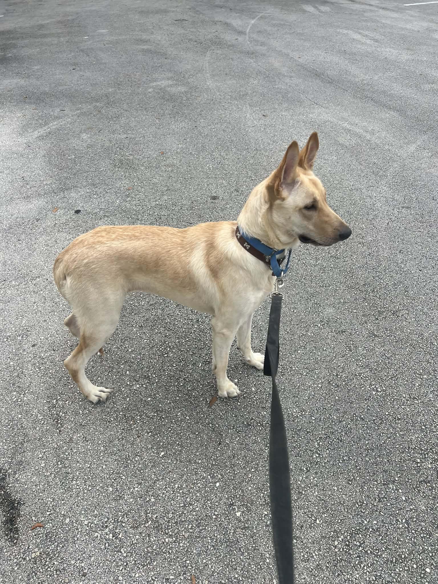 Enlarge Blue 3144, a Adoptable German Shepherd Dog in Pompano Beach, FL image 1/3