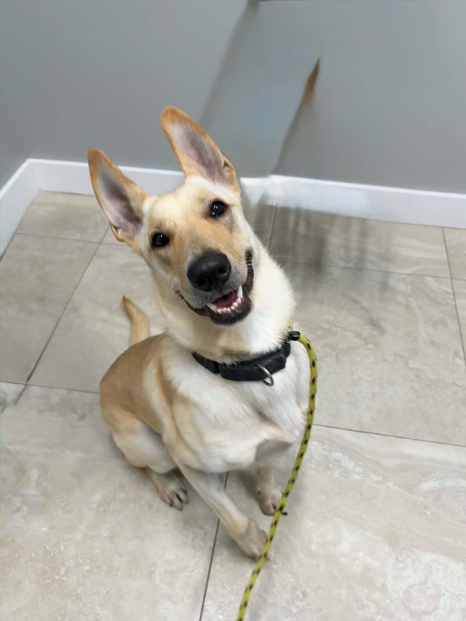 Enlarge Blue 3144, a Adoptable German Shepherd Dog in Pompano Beach, FL image 1/3