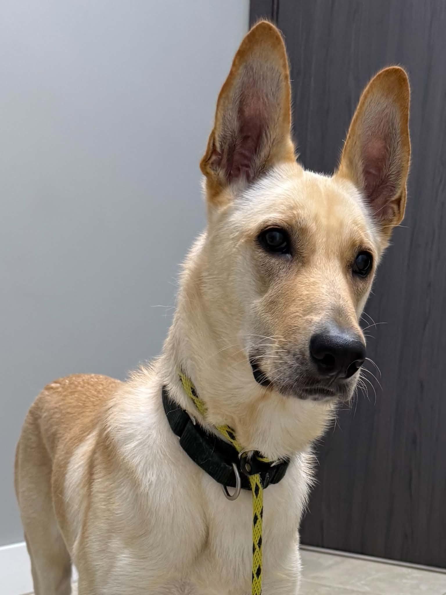 Enlarge Blue 3144, a Adoptable German Shepherd Dog in Pompano Beach, FL image 2/3