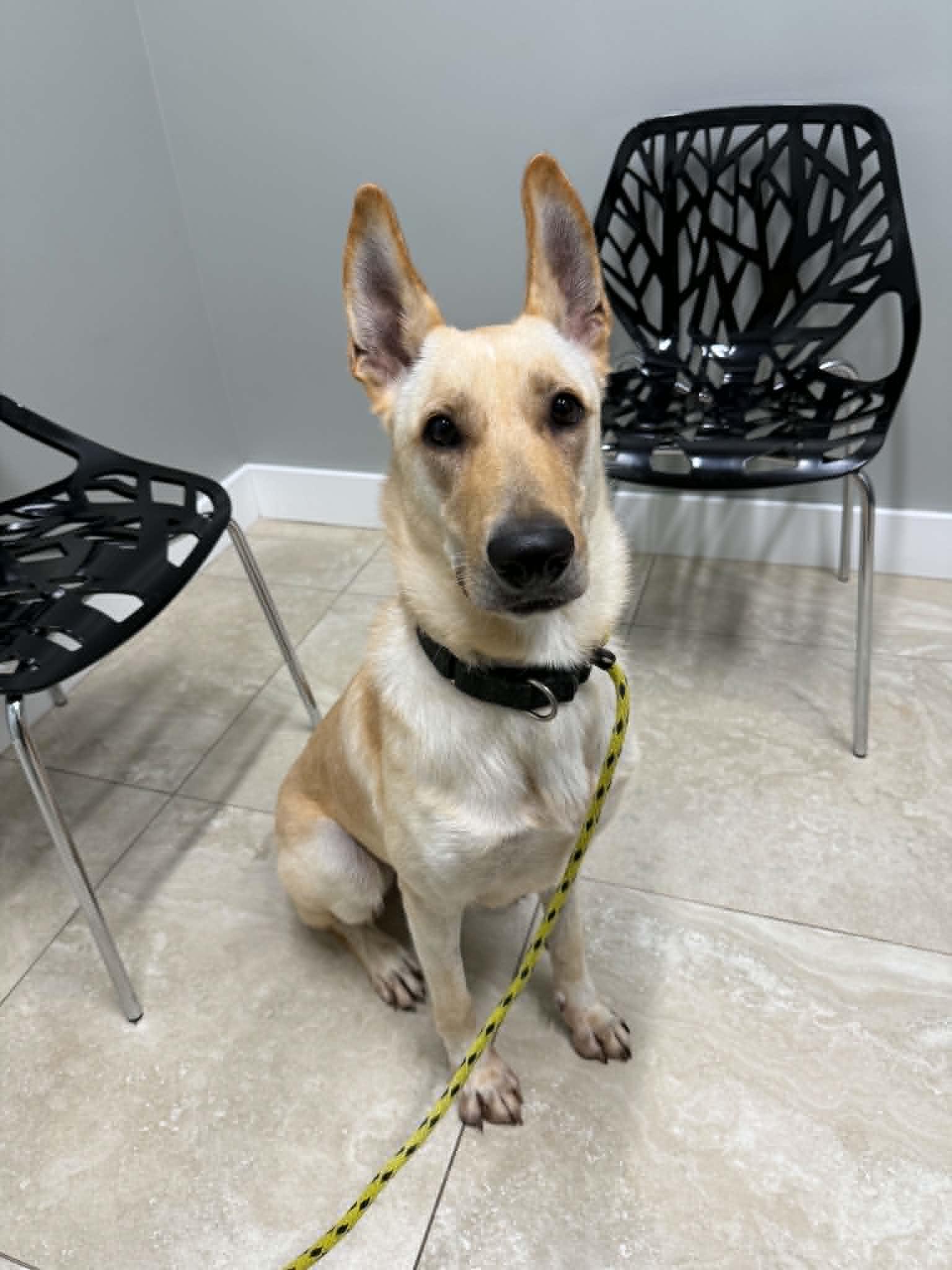 Enlarge Blue 3144, a Adoptable German Shepherd Dog in Pompano Beach, FL image 3/3