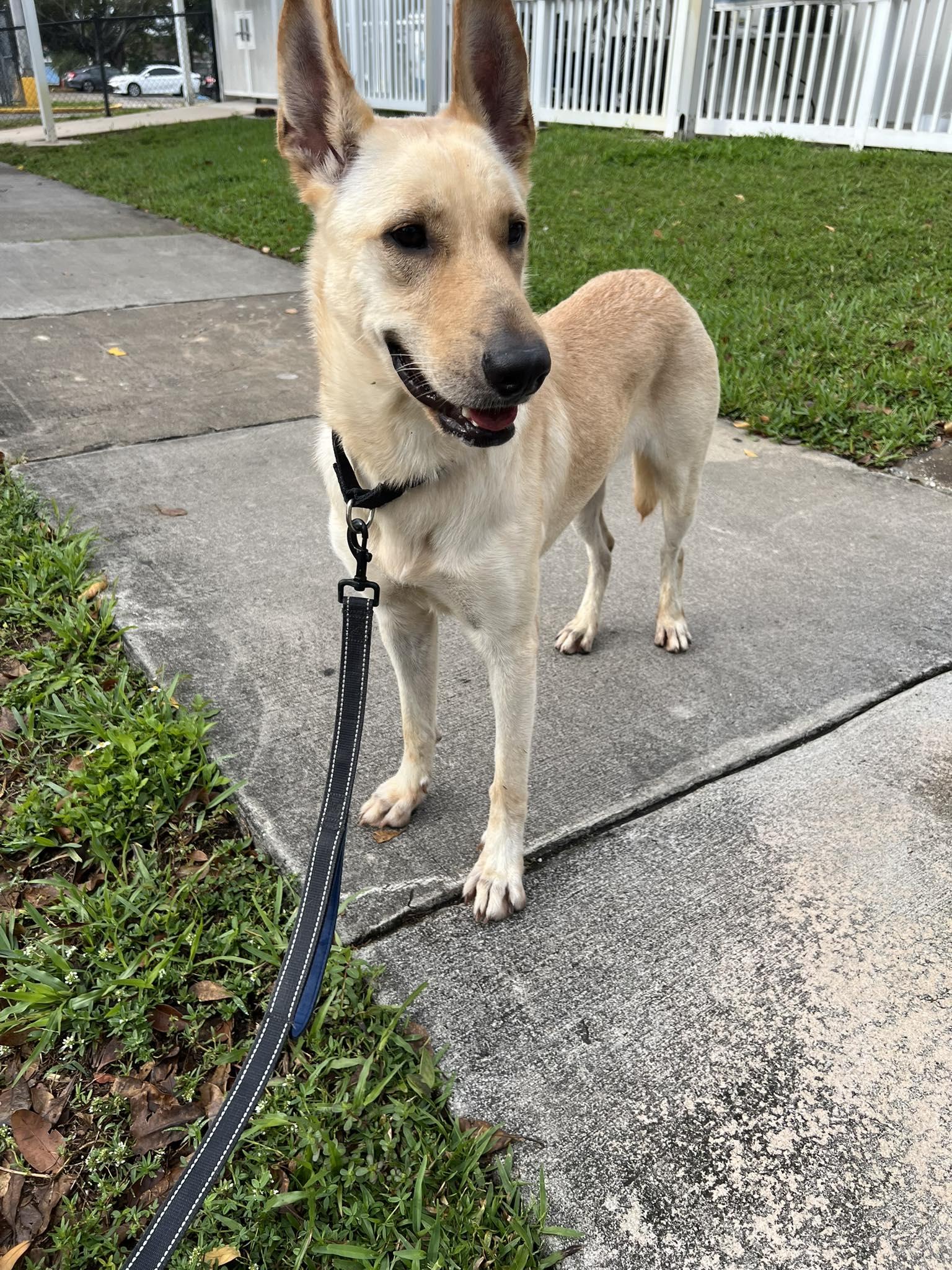 Enlarge Blue 3144, a Adoptable German Shepherd Dog in Pompano Beach, FL image 3/3