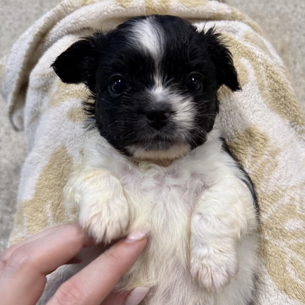 Enlarge Schwarber, a Adoptable Jack Russell Terrier in West Chester, PA image 2/5