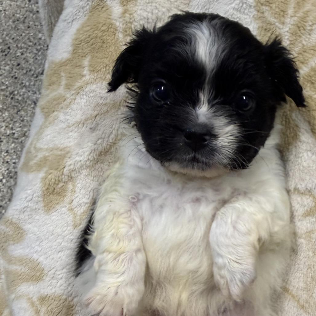 Enlarge Schwarber, a Adoptable Jack Russell Terrier in West Chester, PA image 4/5
