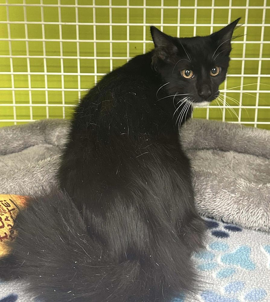 Minnow, Adoptable, Kitten Male Domestic Medium Hair.