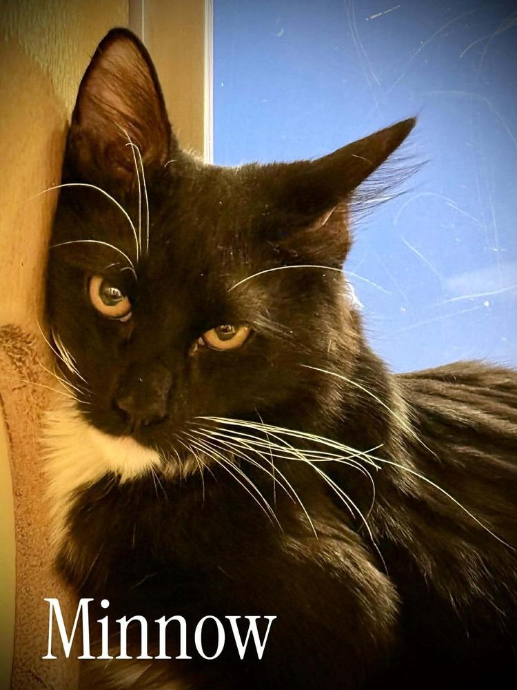 Enlarge Minnow, a Adoptable Domestic Medium Hair in Virginia Beach, VA image 3/4