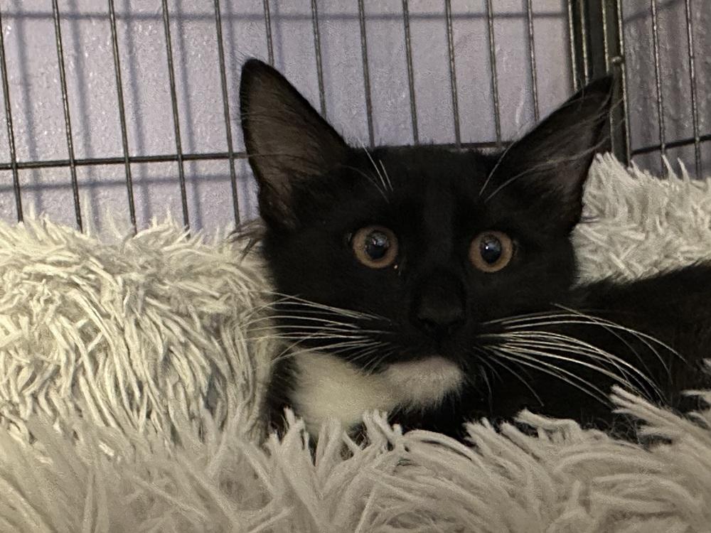 Enlarge Minnow, a Adoptable Domestic Medium Hair in Virginia Beach, VA image 4/4