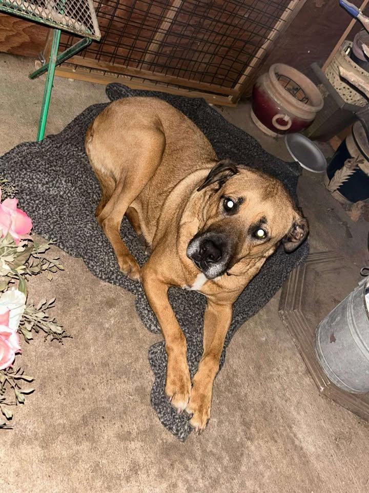 Butch, Adoptable, Adult Male Black Mouth Cur.