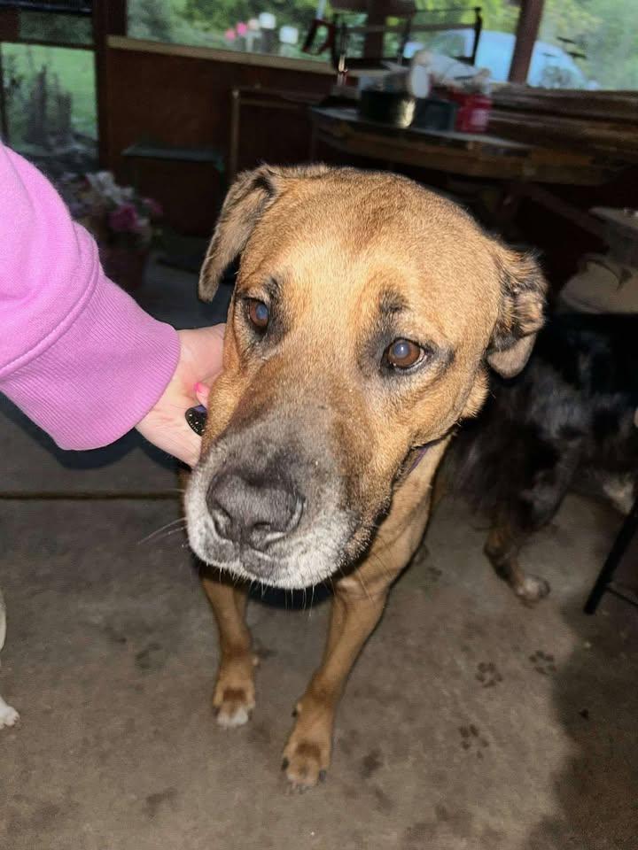 Butch, a Adoptable mixed breed in Cleveland, OK image 2/2