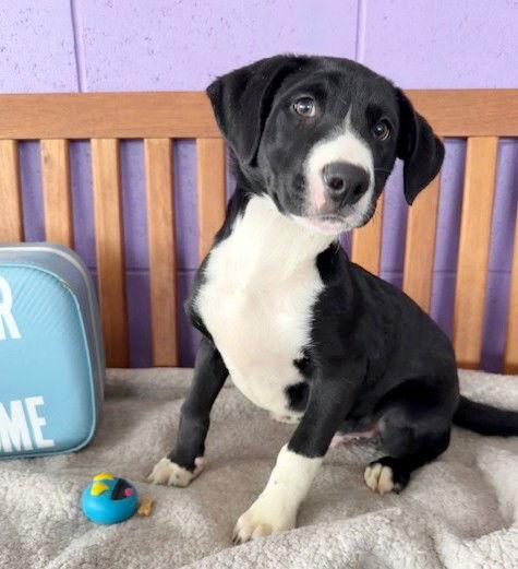 **FORTUNE**, Adoptable, Puppy Male Labrador Retriever.