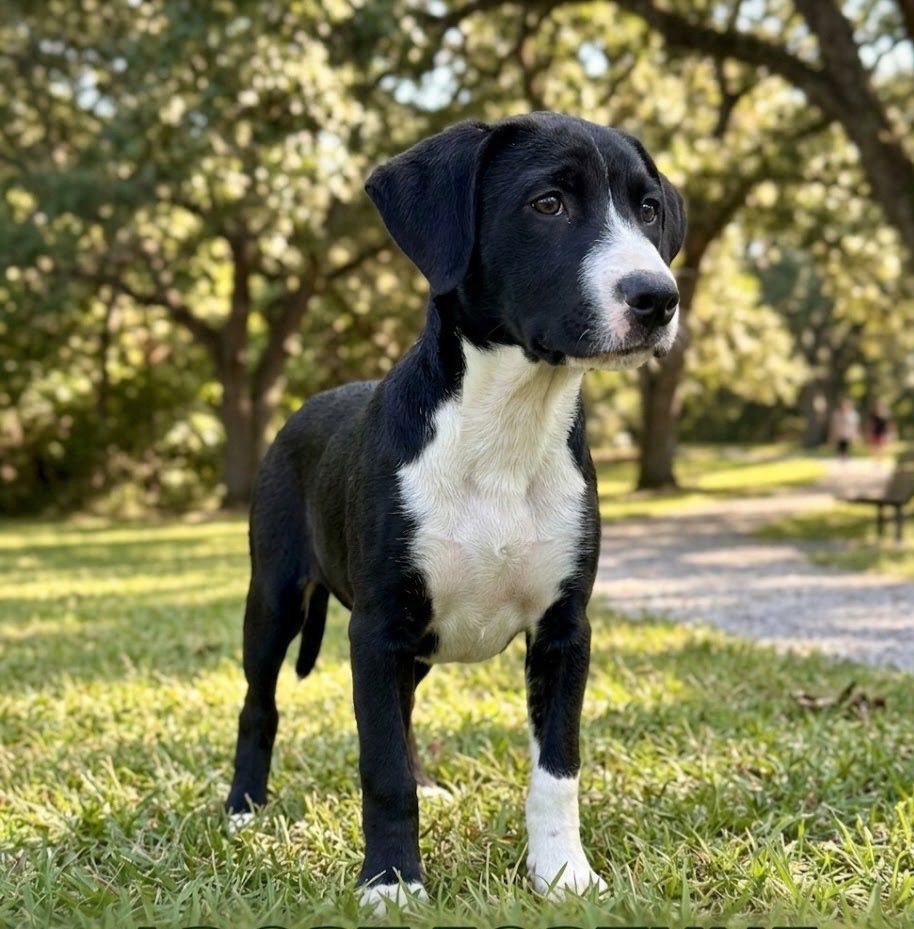 Enlarge **FORTUNE**, a Adoptable Labrador Retriever in North Prairie, WI image 2/2