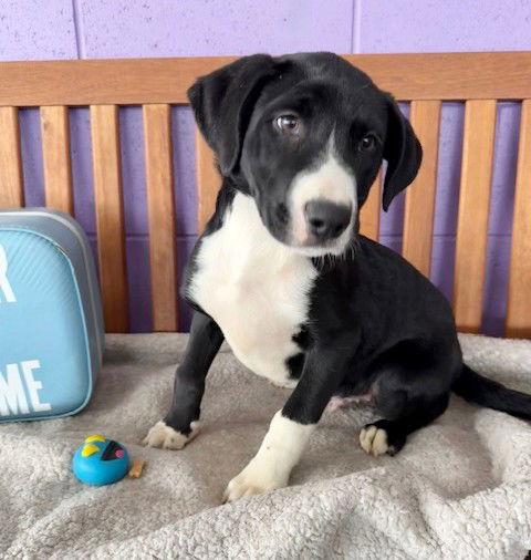 **FORTUNE**, a Adoptable Labrador Retriever in North Prairie, WI image 2/2