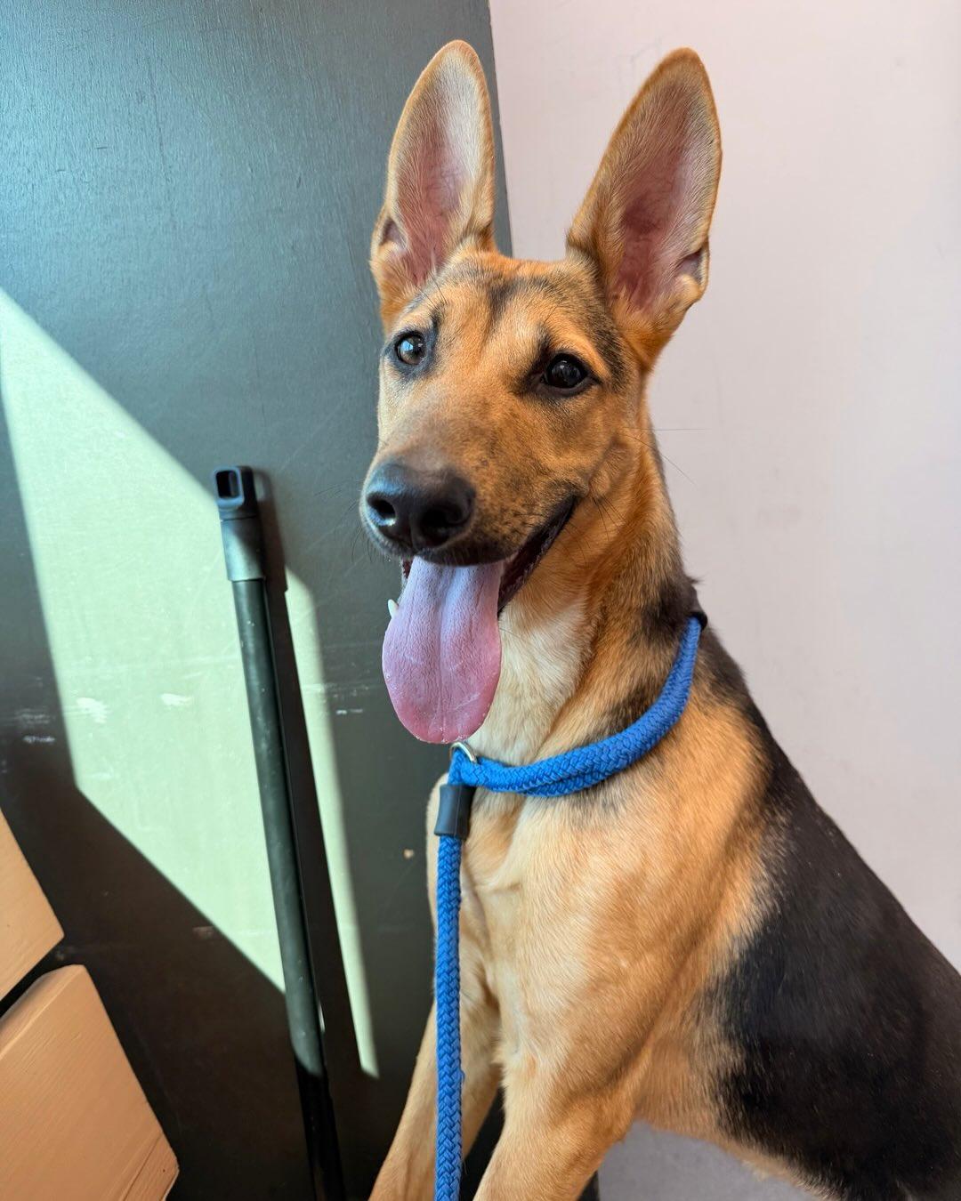 Sky Tag #462, ADOPTABLE, Puppy Female German Shepherd Dog.