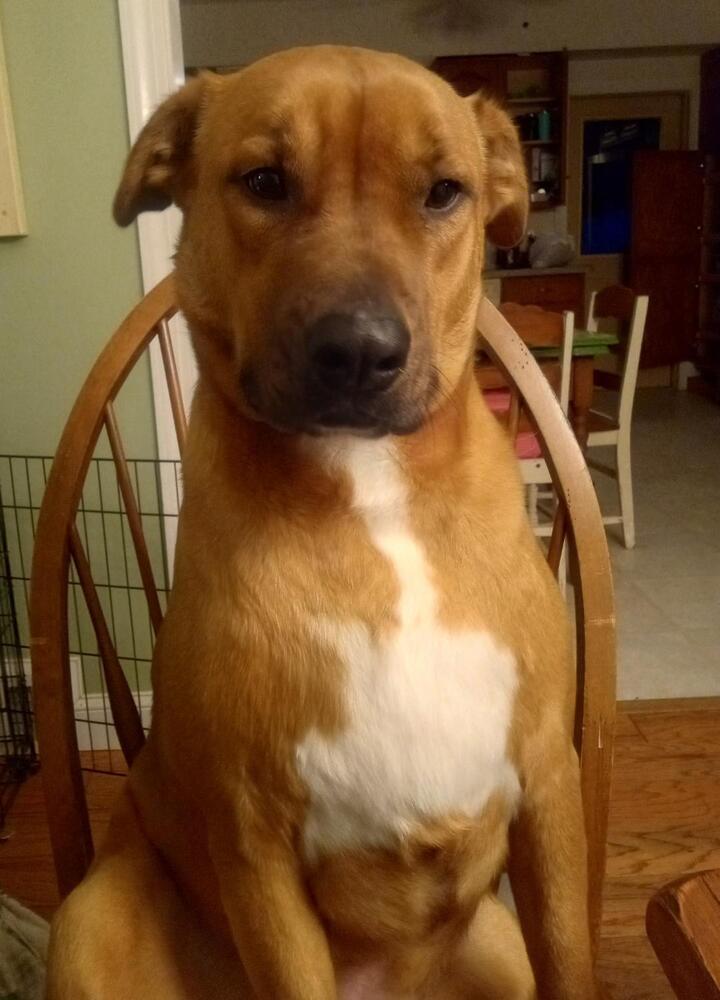 Buddy, a Adoptable mixed breed in Breinigsville, PA image 3/3