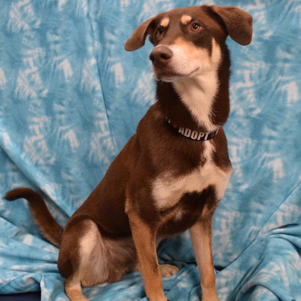 Latte, Adoptable, Adult Male Chocolate Labrador Retriever.