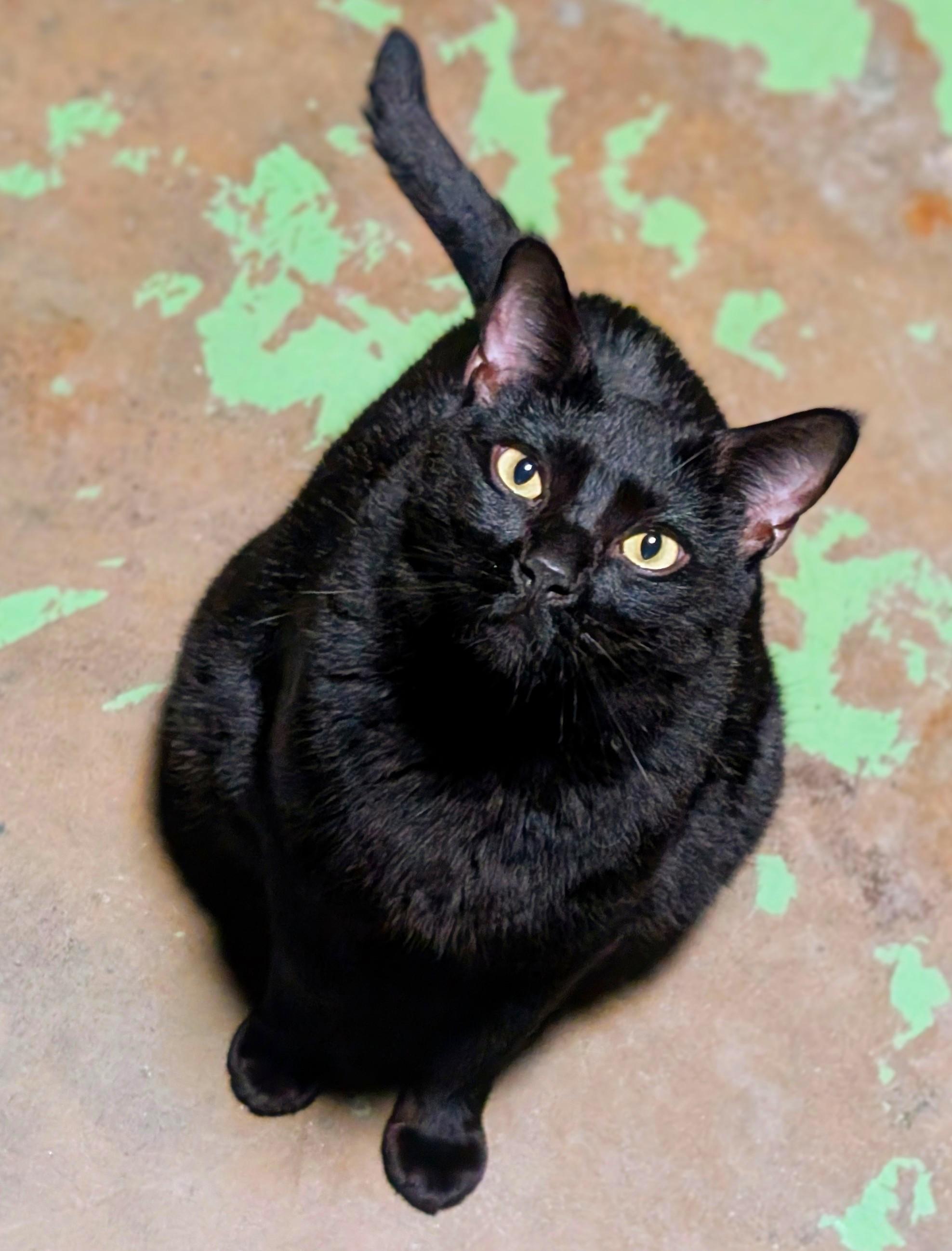 Enlarge Rugby, a Adoptable mixed breed in San Diego, CA image 3/4