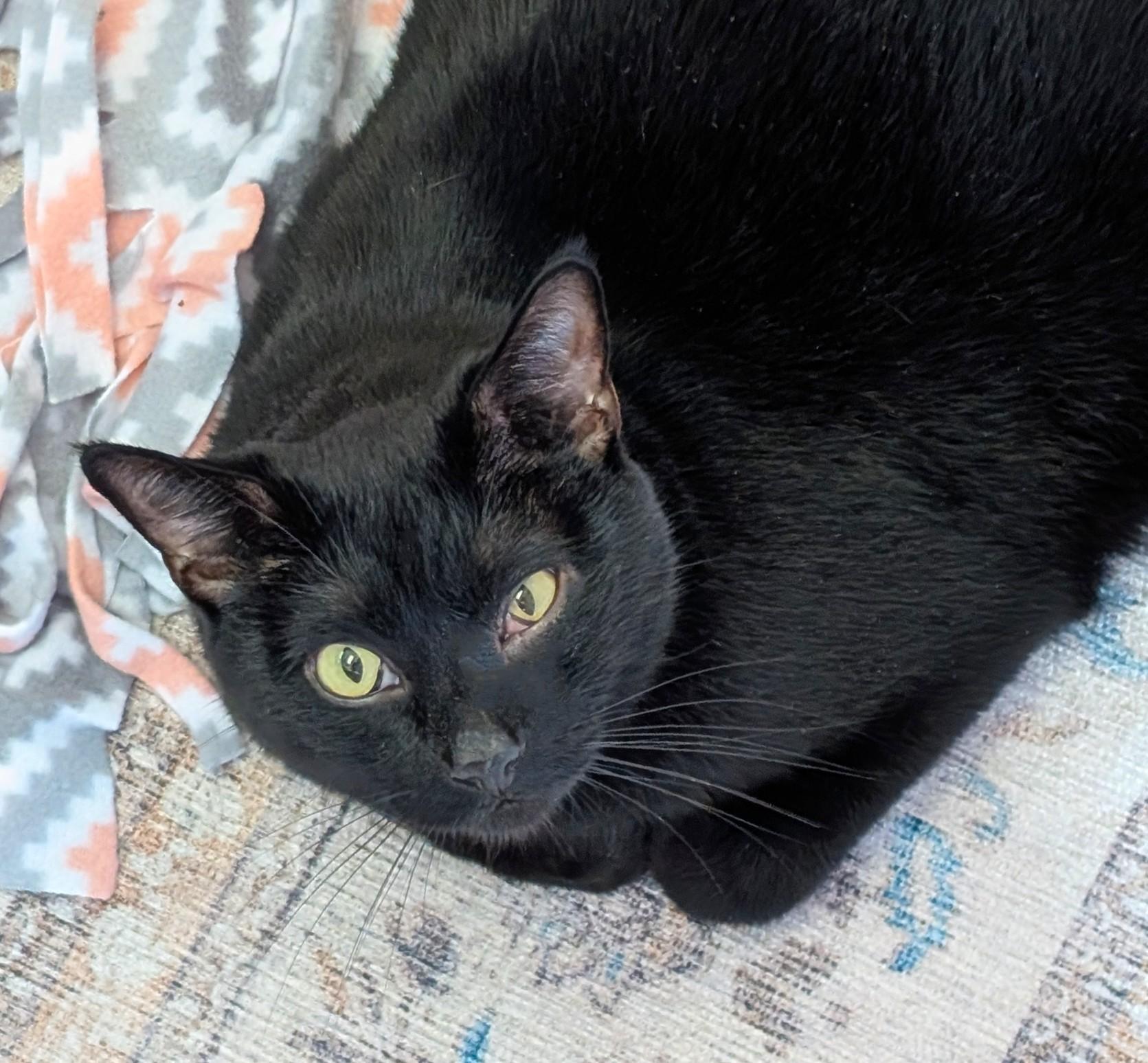 Rugby, Adoptable, Adult Male Bombay & American Shorthair.