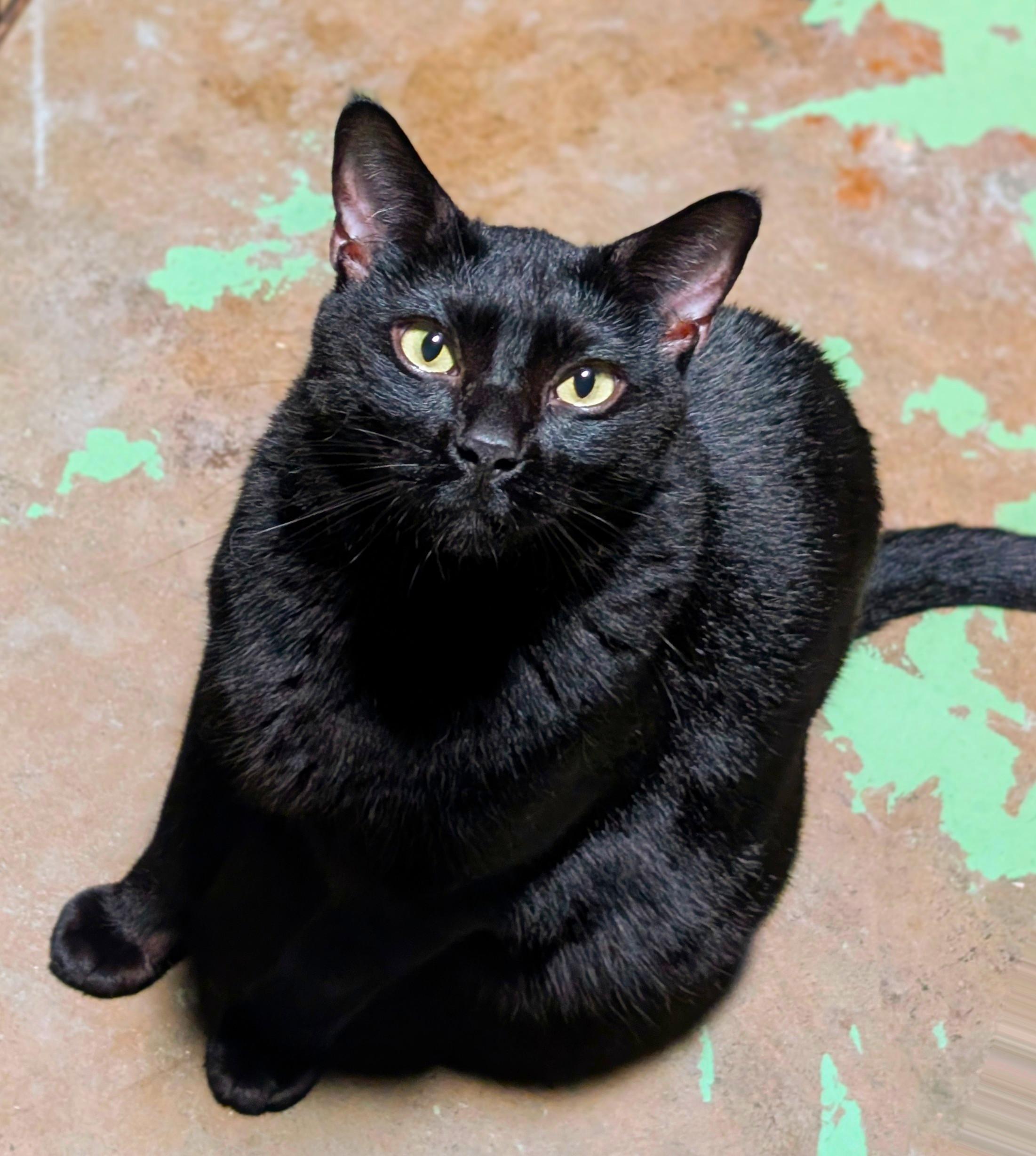 Enlarge Rugby, a Adoptable mixed breed in San Diego, CA image 2/4