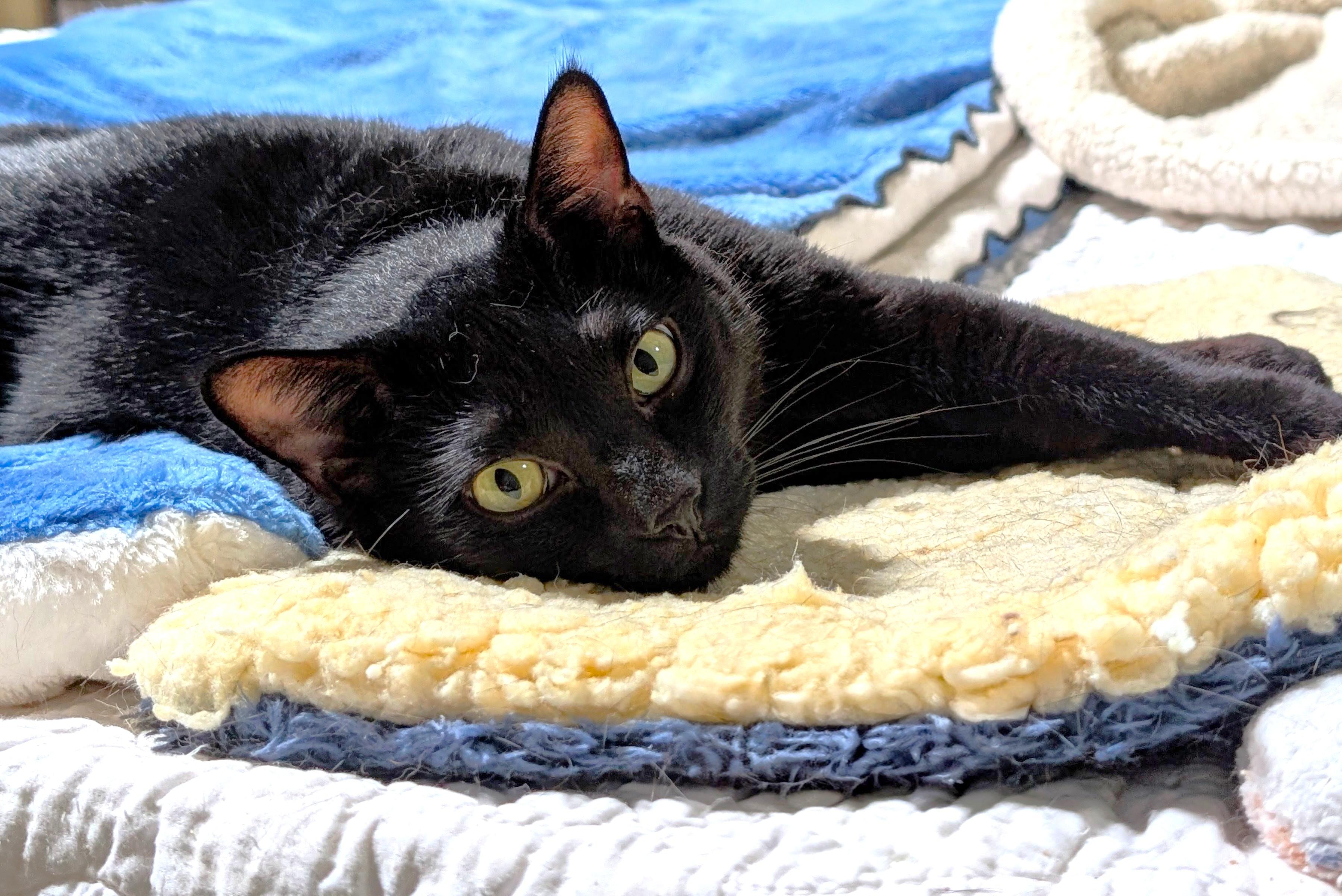 Rugby, Adoptable, Adult Male Bombay & American Shorthair.