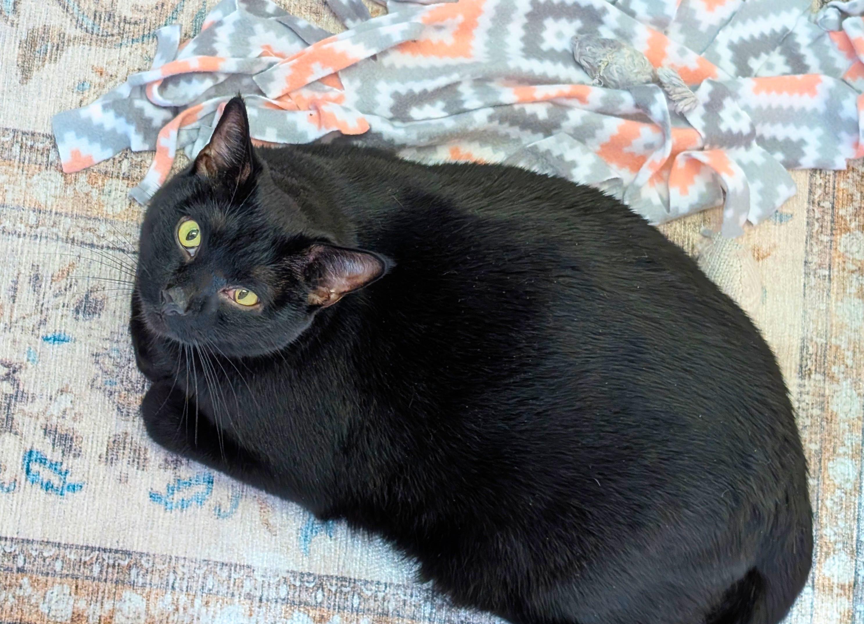 Enlarge Rugby, a ADOPTABLE mixed breed in San Diego, CA image 2/2