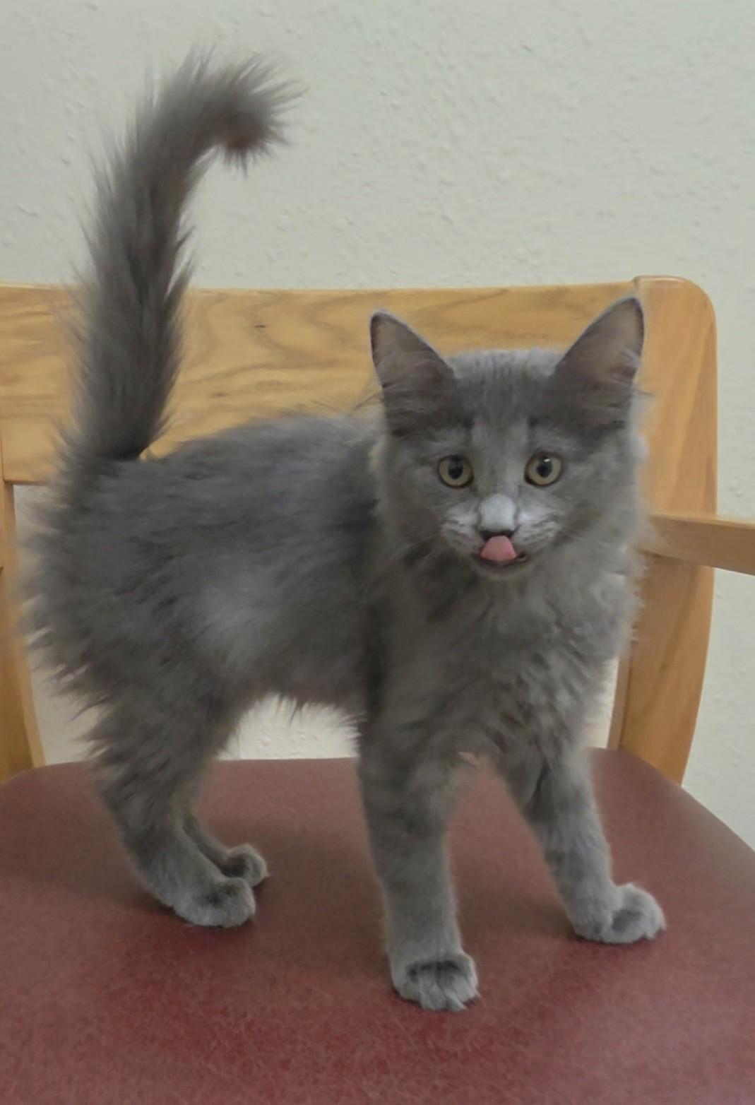 Taffy, a Adoptable Domestic Medium Hair in Red Wing, MN image 2/2