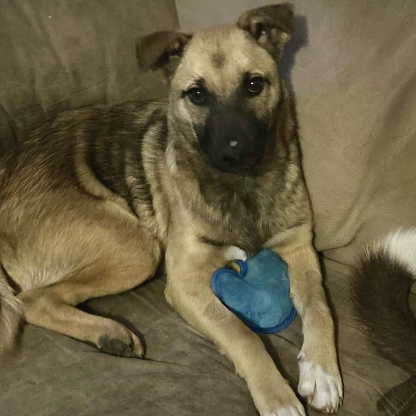 Herbie, a Adoptable mixed breed in Glenolden, PA image 5/6