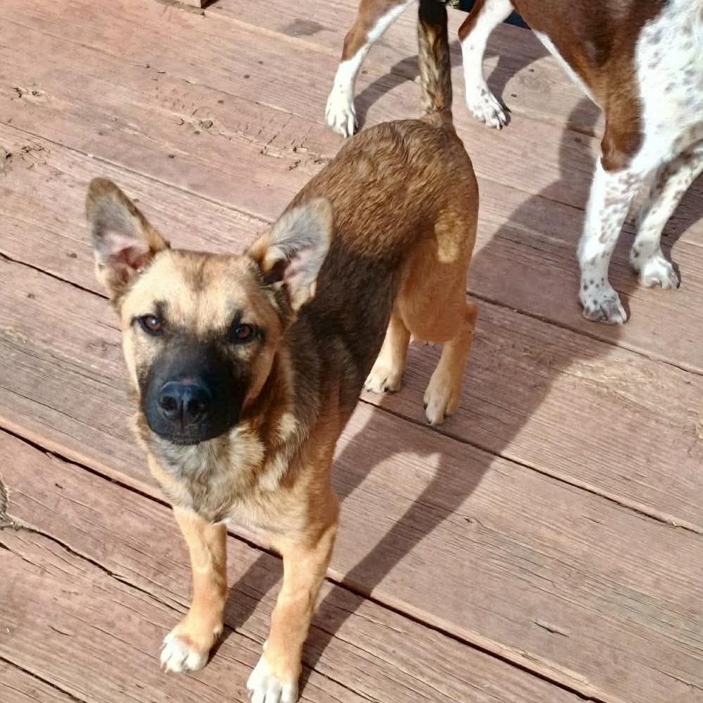 Herbie, a Adoptable mixed breed in Glenolden, PA image 4/6