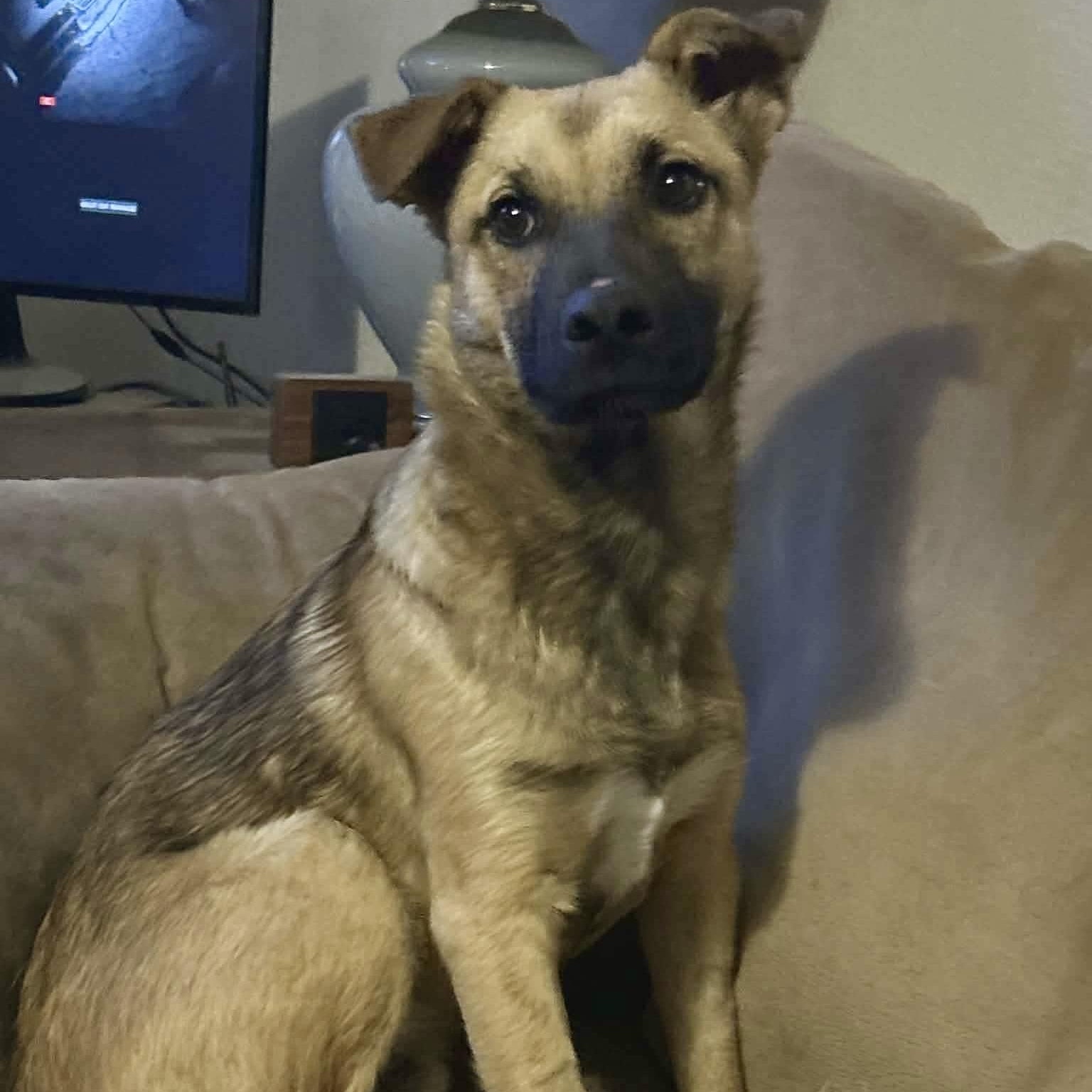 Herbie, a Adoptable mixed breed in Glenolden, PA image 2/6