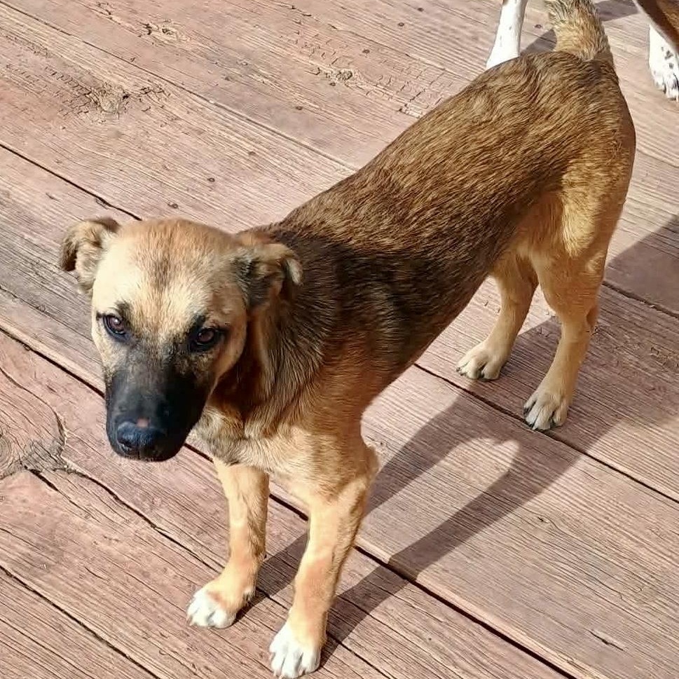 Herbie, a Adoptable mixed breed in Glenolden, PA image 1/6