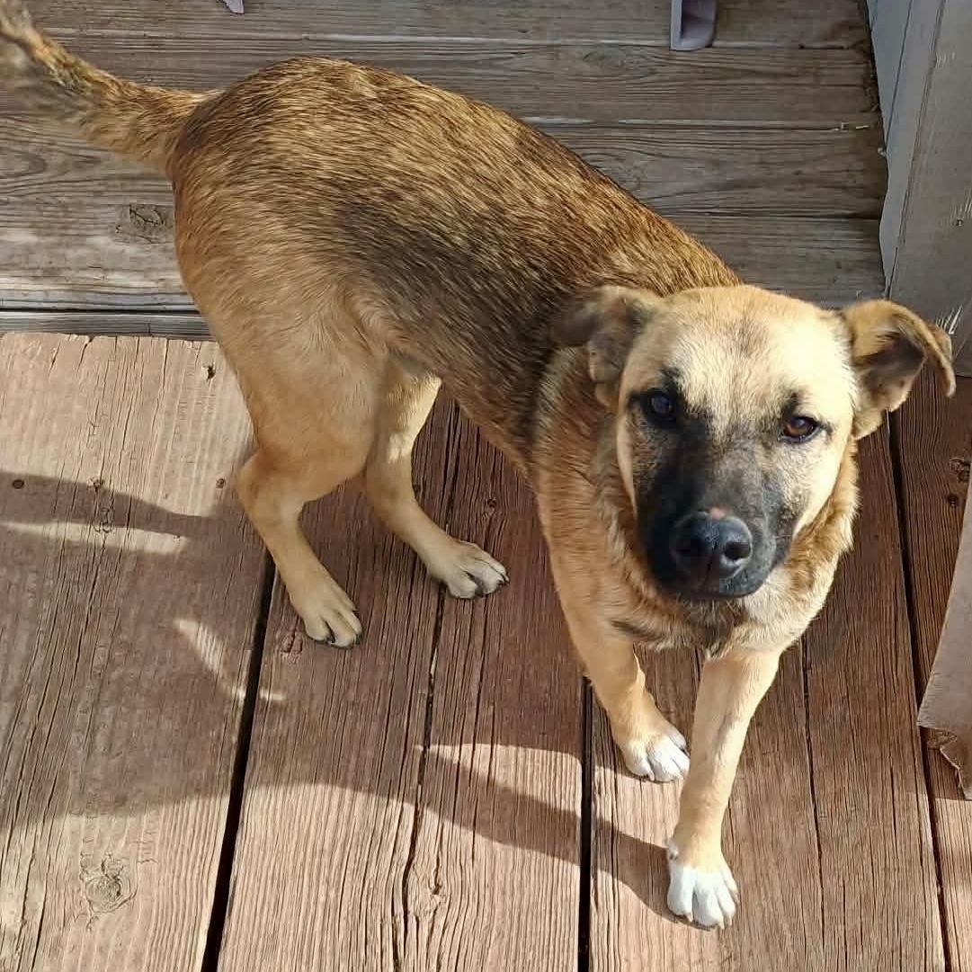 Herbie, a Adoptable mixed breed in Glenolden, PA image 3/6