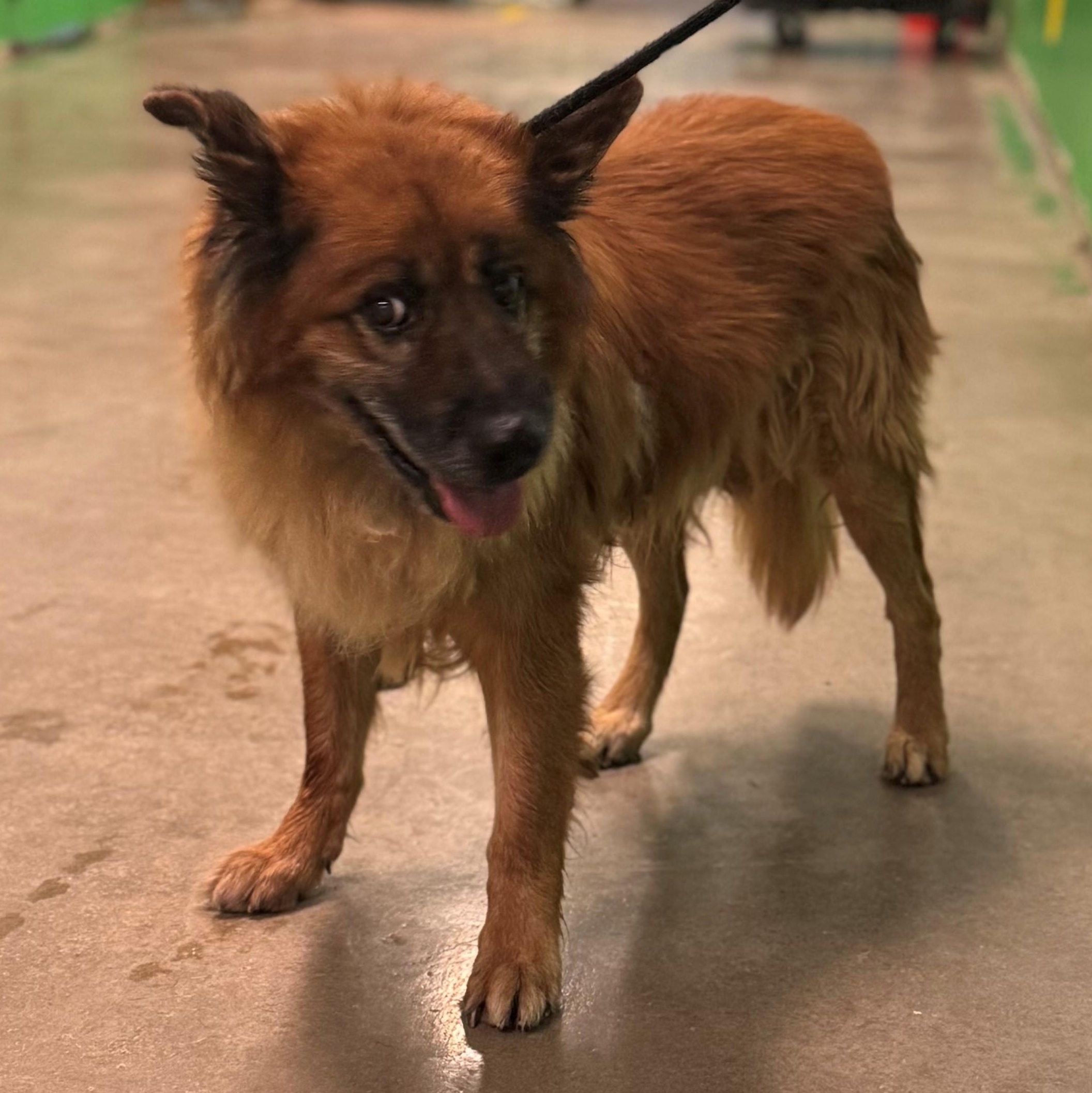 Enlarge 4156 Priest, an adoptable mixed breed in Phoenix, AZ image 2/2