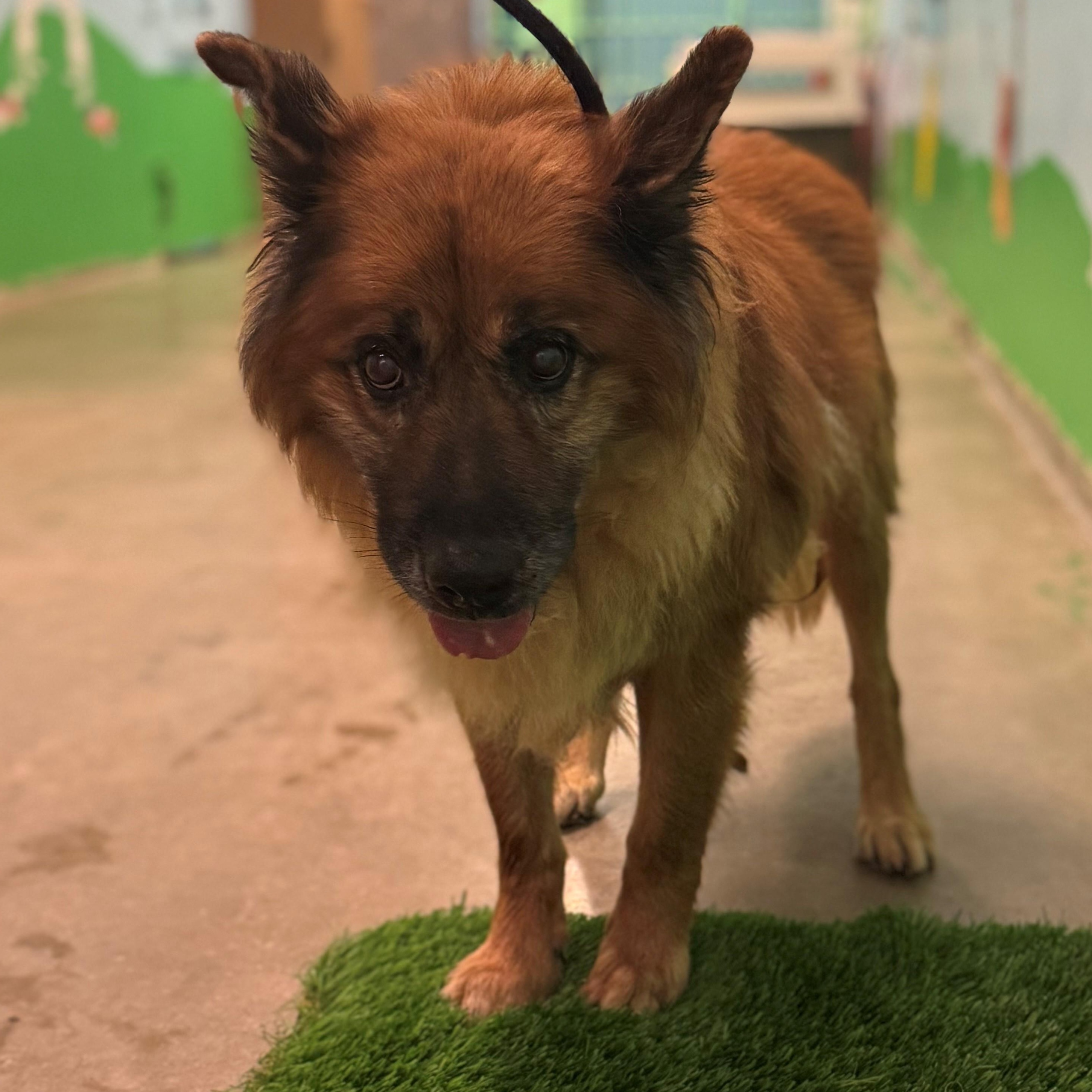 Enlarge 4156 Priest, an adoptable mixed breed in Phoenix, AZ image 1/2