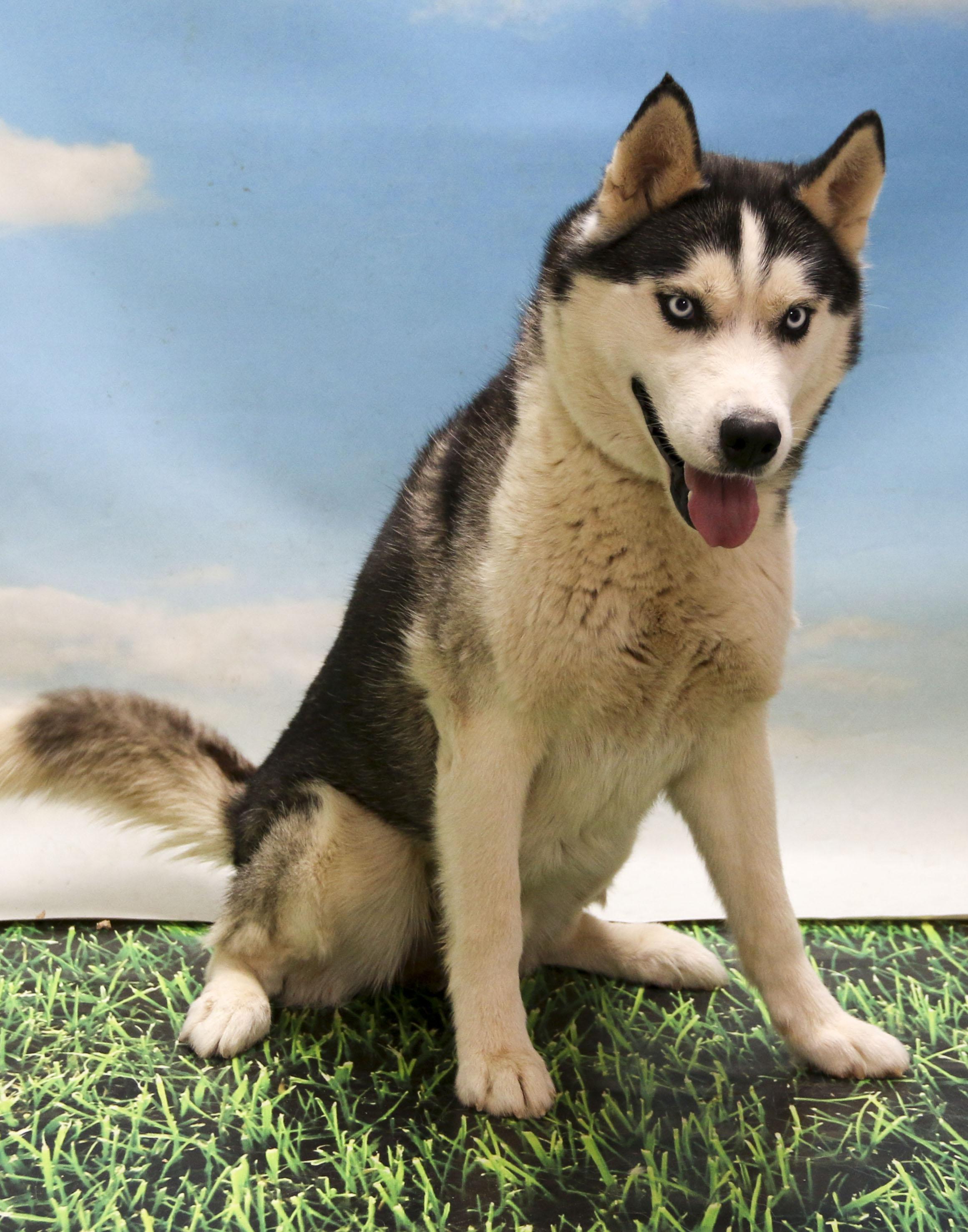 Enlarge Luka, a Adoptable Siberian Husky in Casa Grande, AZ image 2/4