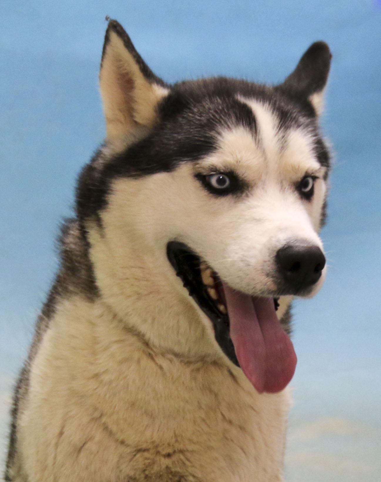 Enlarge Luka, a Adoptable Siberian Husky in Casa Grande, AZ image 1/4