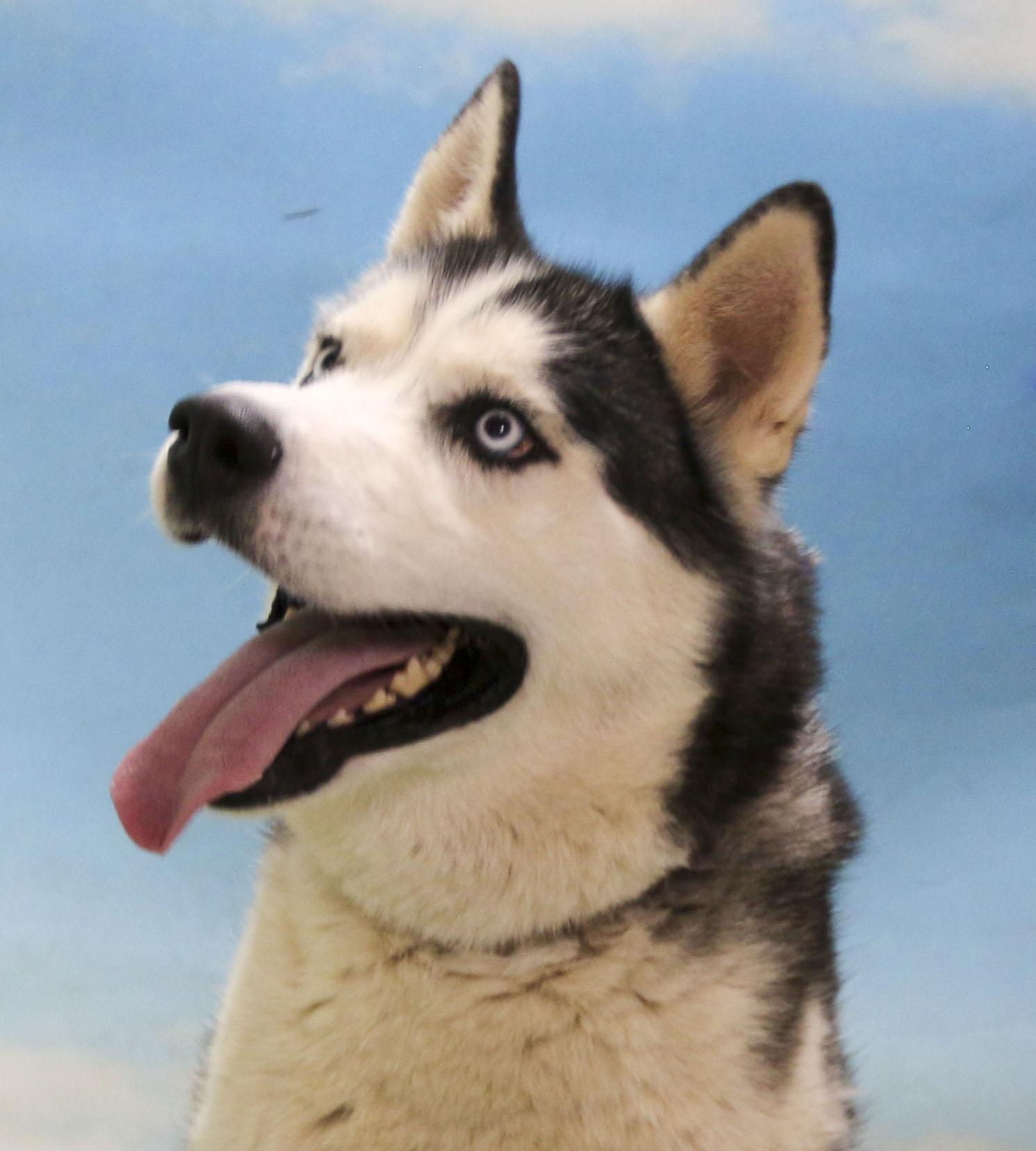 Enlarge Luka, a Adoptable Siberian Husky in Casa Grande, AZ image 3/4