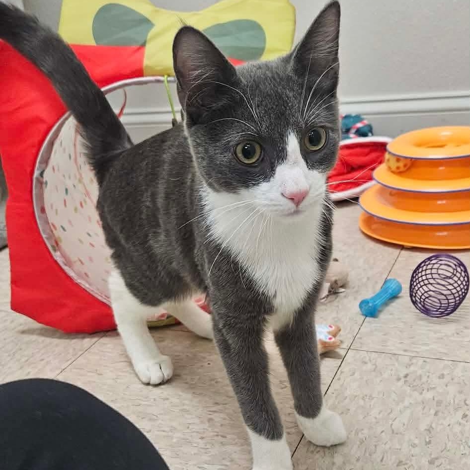 Enlarge Pierogi , an adopted Domestic Short Hair in Fall River, MA image 4/4