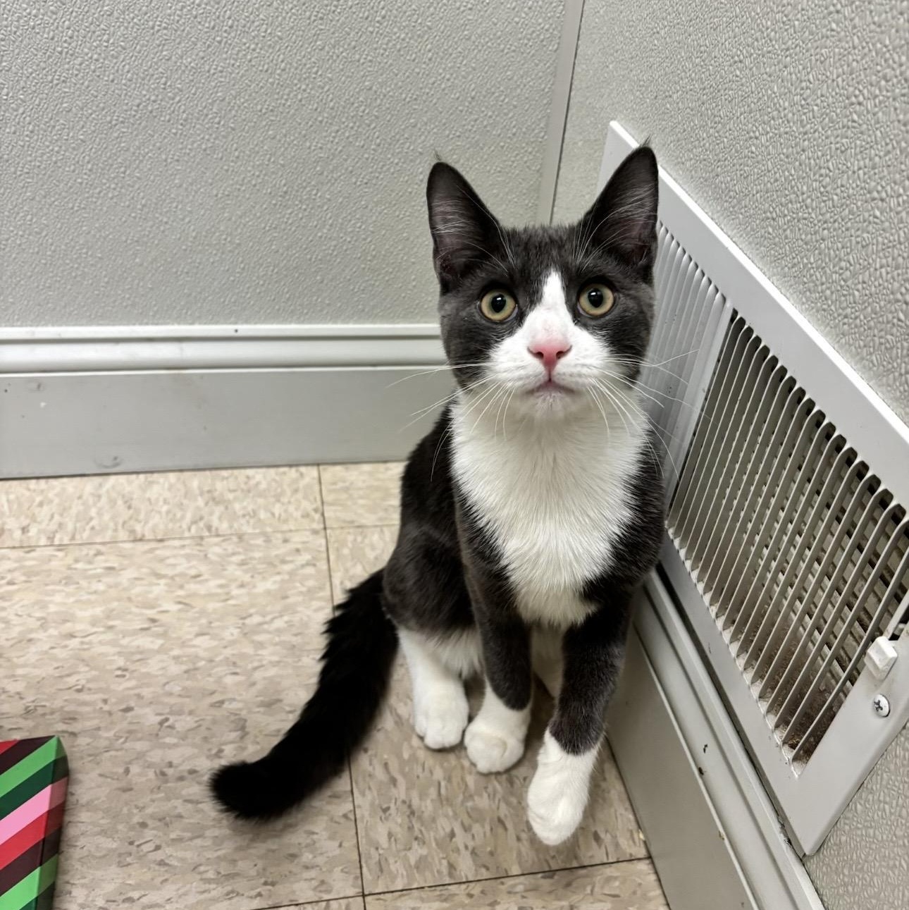 Enlarge Pierogi , an adopted Domestic Short Hair in Fall River, MA image 3/4