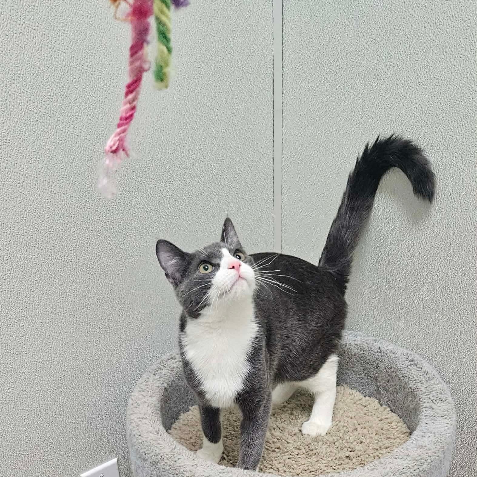 Enlarge Pierogi , an adopted Domestic Short Hair in Fall River, MA image 1/4