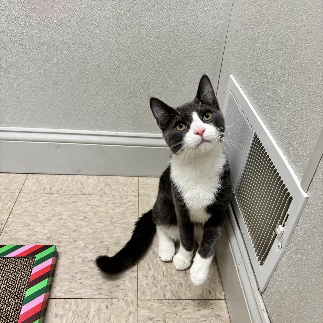 Enlarge Pierogi , an adopted Domestic Short Hair in Fall River, MA image 2/4