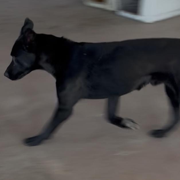 Big Mac, Adoptable, Young Male Black Labrador Retriever & Mixed Breed.