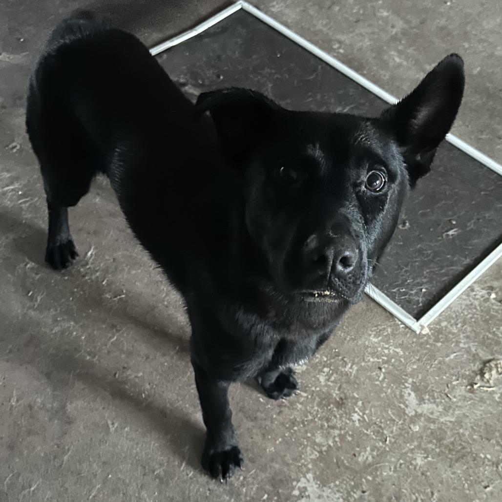 Enlarge Big Mac, a Adoptable mixed breed in Detroit Lakes, MN image 2/4