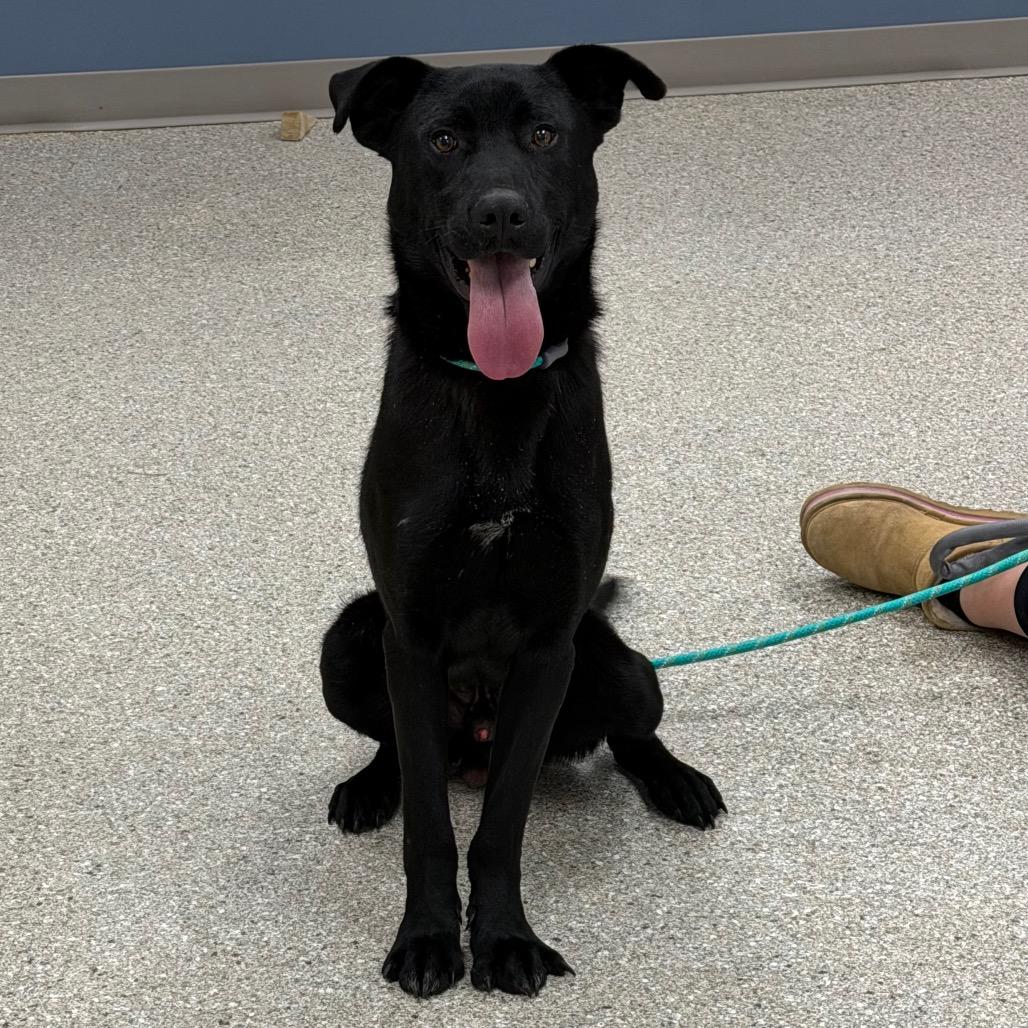 Enlarge Big Mac, a Adoptable mixed breed in Detroit Lakes, MN image 3/4